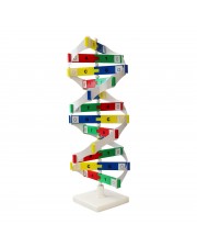 DNA Model 