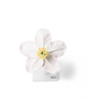 3B Apple Blossom (Malus pumila) Model, 5X Life-Size 