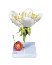 3B Cherry Blossom with Fruit (Prunus avium) Model, 7X Life-Size - 3 Parts 
