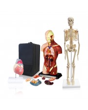 Set of Three Anatomy Models - Skeleton, Torso & Heart with Carrying Case 