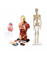 Set of Three Anatomy Models - Skeleton, Torso & Heart 