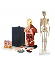 Set of Three Anatomy Models - Skeleton, Torso & Skin with Carrying Case 