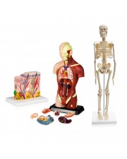 Set of Three Anatomy Models - Skeleton, Torso & Skin 