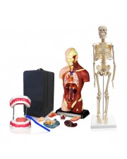 Set of Three Anatomy Models - Skeleton, Torso & Teeth with Carrying Case 