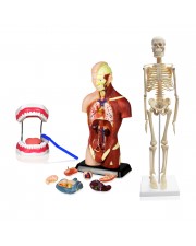 Set of Three Anatomy Models - Skeleton, Torso & Teeth 