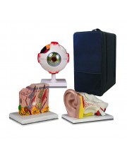 Set of Three Anatomy Models - Ear, Eye & Skin with Carrying Case 