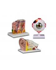 Set of Three Anatomy Models - Ear, Eye & Skin 