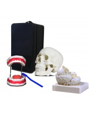 Set of Three Anatomy Models - Skull, Brain & Teeth with Carrying Case 