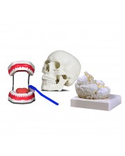 Set of Three Anatomy Models - Skull, Brain & Teeth 