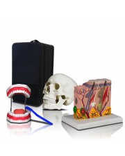 PBM-B1 Set of Three Human Anatomy Models - Teeth, Skull & Skin with Carrying Case 