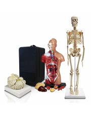 PBM-B2 Set of Three Anatomy Models - Skeleton, Torso & Brain with Carrying Case 