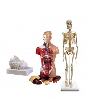 Set of Three Anatomy Models - Skeleton, Torso & Brain 