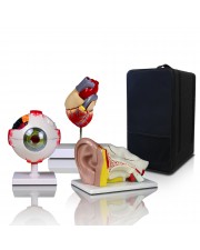 B3 Elementary + High School Learning Package. Set of Three Human Anatomy Models, Ears, Eye, and Heart with Carrying Case 