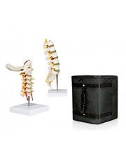B4 Cervical Spinal Column, Medical Lumbar Spinal Column with Carrying Case  