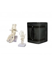 B5 Human Foot Skeleton Model on Base, and Human Hand Skeleton Model on Base, Life Size with carrying case  