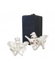 B6 Male and Female Pelvis Model 4th and 5th Lumbar Vertebrae, Life Size with Carrying Case 