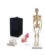 Set of Three Anatomy Models - Skeleton, Heart & Brain with Carrying Case 